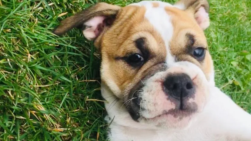 Hundepension Relax - Buttstädt pet otel görseli 6