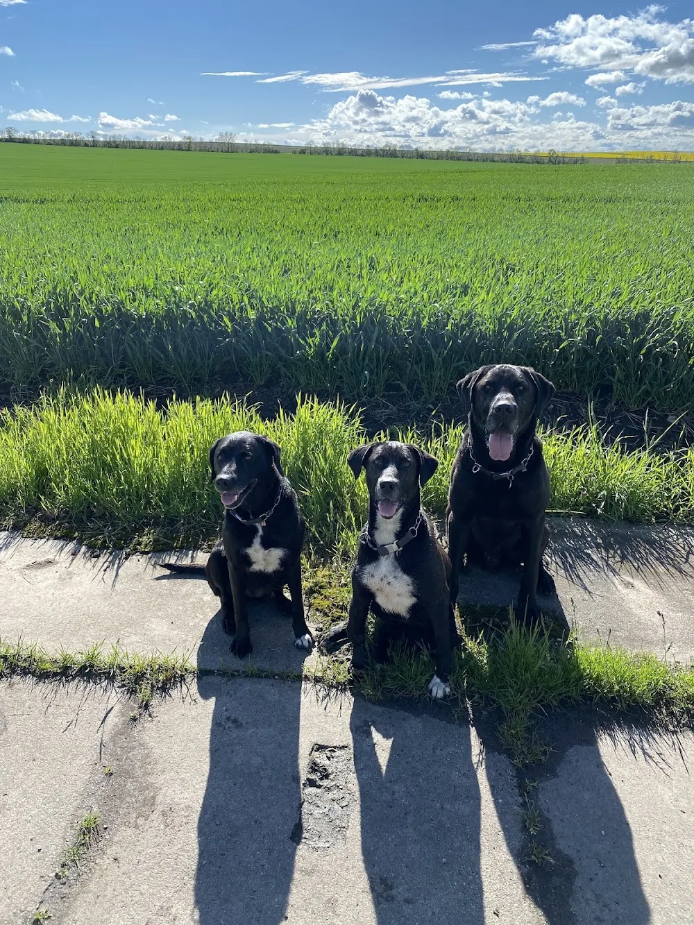 Hundepension Rund um den Hund - Buttstädt pet otel görseli 7