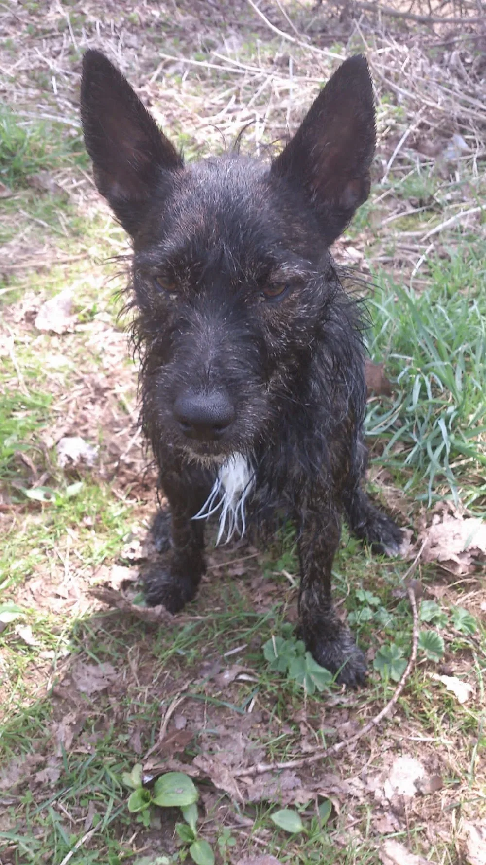 Hundepension Wenk - Buttstädt pet otel görseli 6