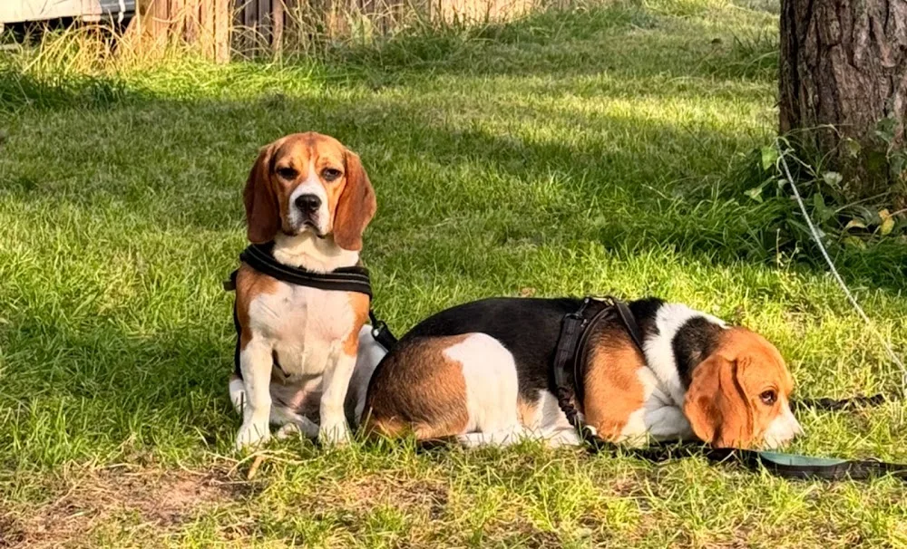 Hundepension Wersdorf - Buttstädt pet otel görseli 7
