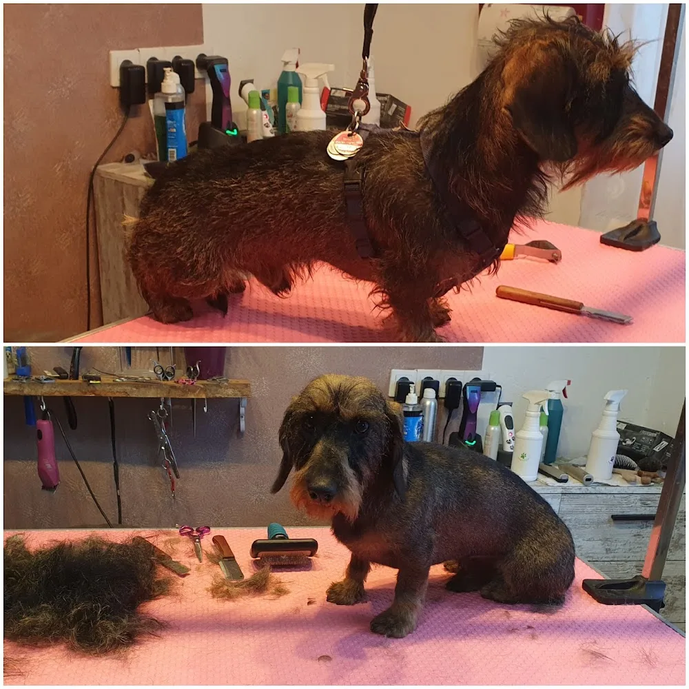 Hundesalon, Hundehotel und Katzenpension Hundezentrum Susann Urban - Buttstädt pet otel görseli 3