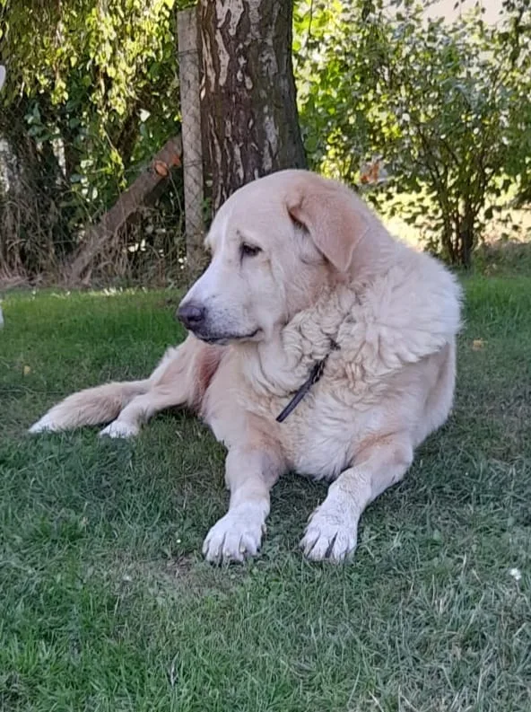 Hundetagesstätte Anke Kötteritzsch & J.Hermsdorf GbR - Buttstädt pet otel görseli 10