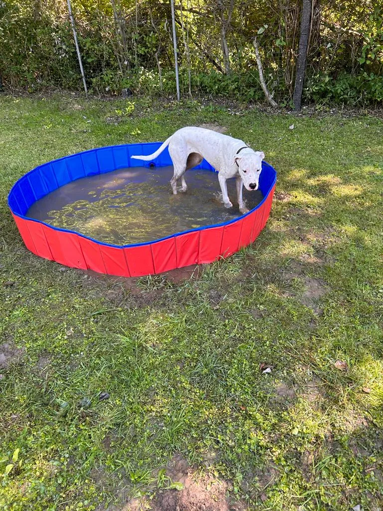 Hundetagesstätte & Pension Für alle Felle - Buttstädt pet otel görseli 2