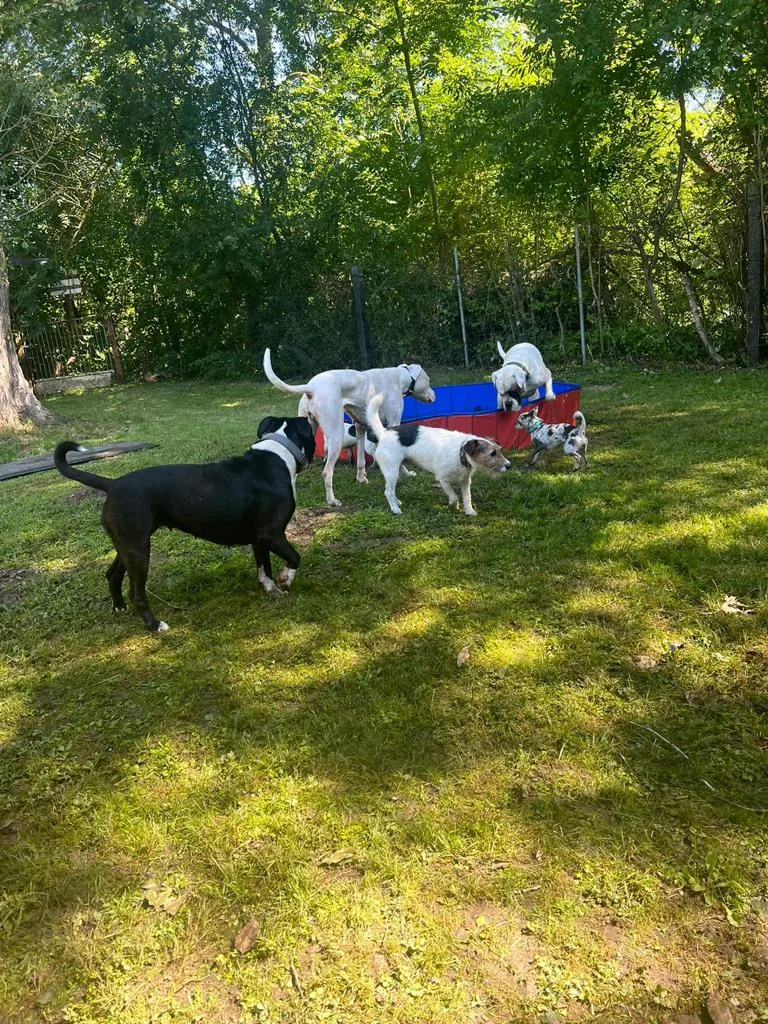 Hundetagesstätte & Pension Für alle Felle - Buttstädt pet otel görseli 3