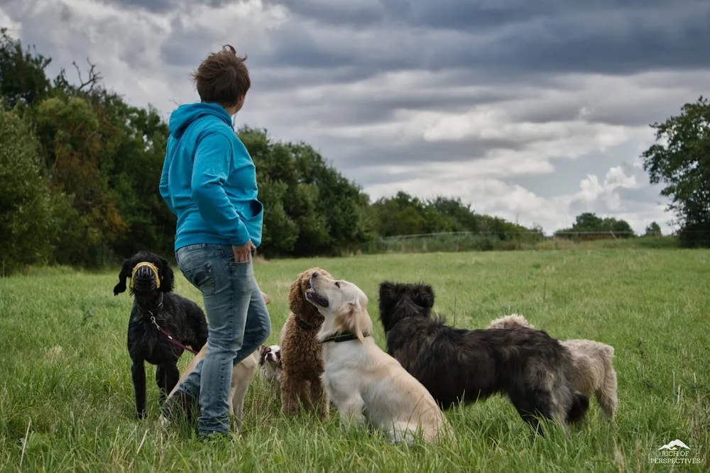 Hundetrainer / Hundeschule & Hundepension Ostramondra Sabine Kindler - Buttstädt pet otel