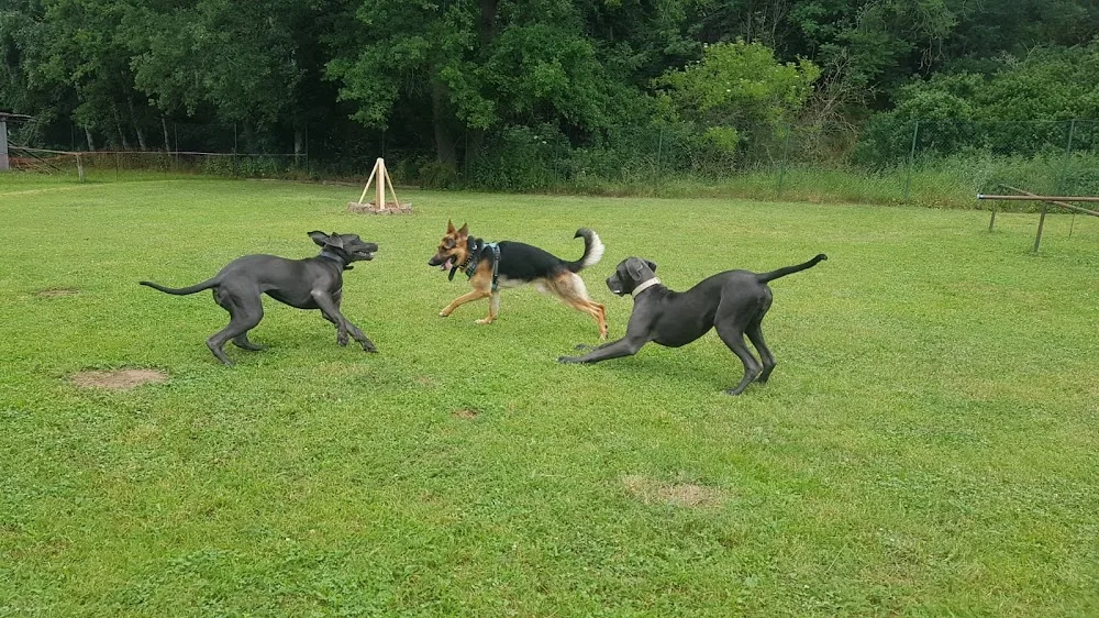 hundum Hundeschule / Hundepension - Buttstädt pet otel görseli 3