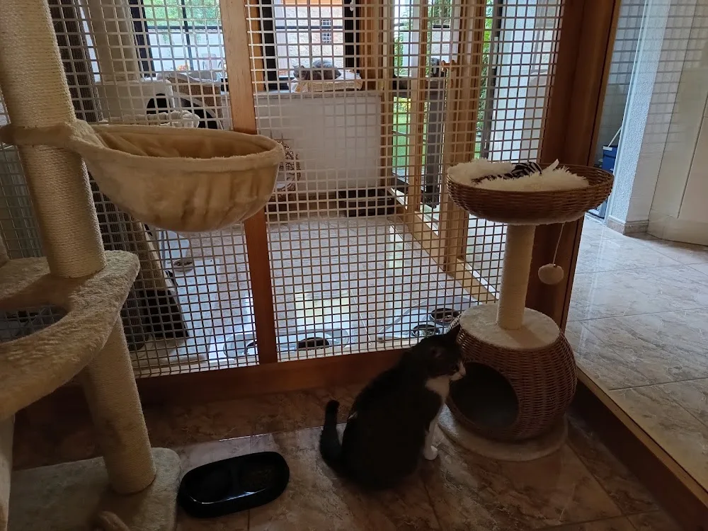 KATZEN LANDHOTEL | DÖBRITZ - Buttstädt pet otel görseli 7