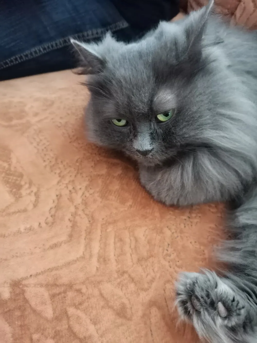 Katzen- und Kleintierpension Strolchi - Buttstädt pet otel