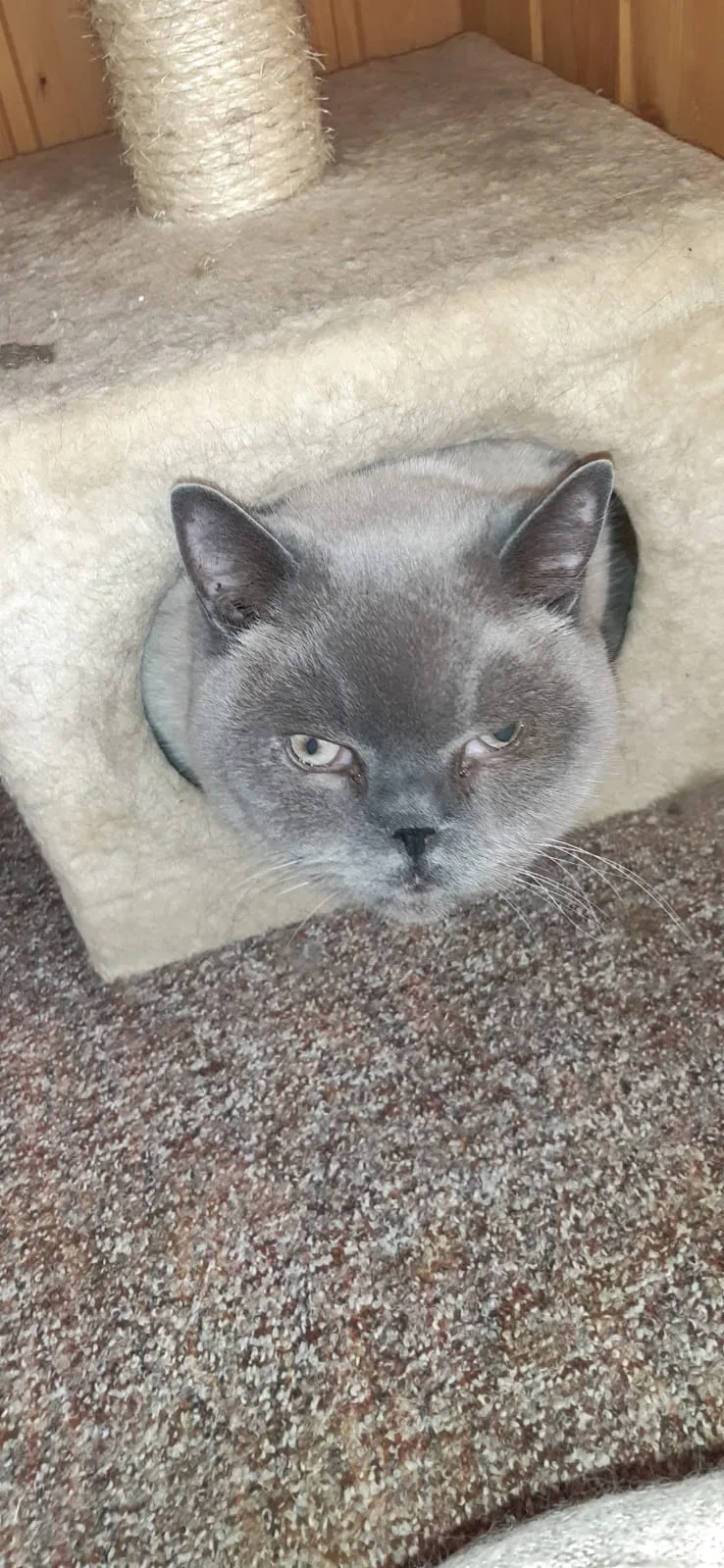 Katzen- und Kleintierpension Strolchi - Buttstädt pet otel görseli 11