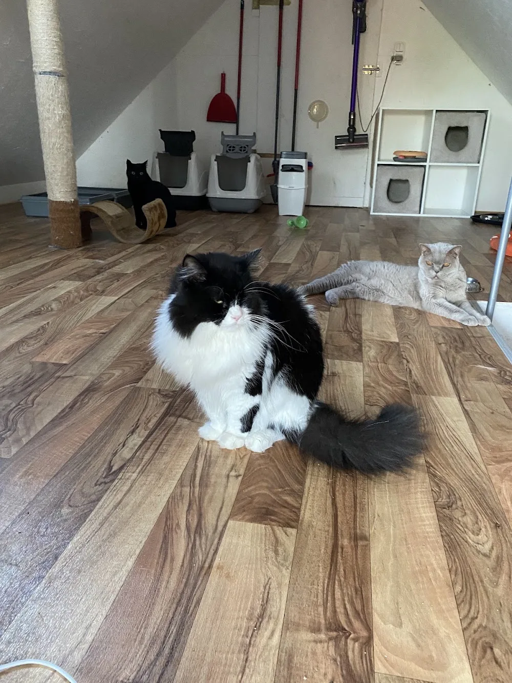 Katzenpension Unbehaun - Buttstädt pet otel görseli 10
