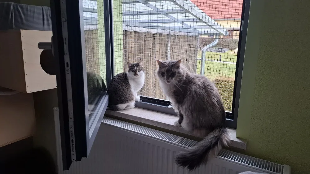 Pension Samtpfötchen - Buttstädt pet otel görseli 2