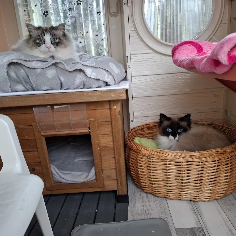 Pension Samtpfötchen - Buttstädt pet otel görseli 7