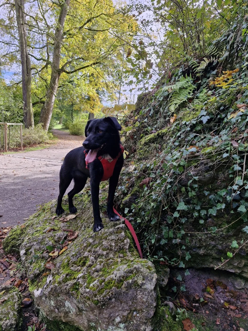 Rumtreiber Hundetraining - Hundeschule und Hundepension - Buttstädt pet otel görseli 3