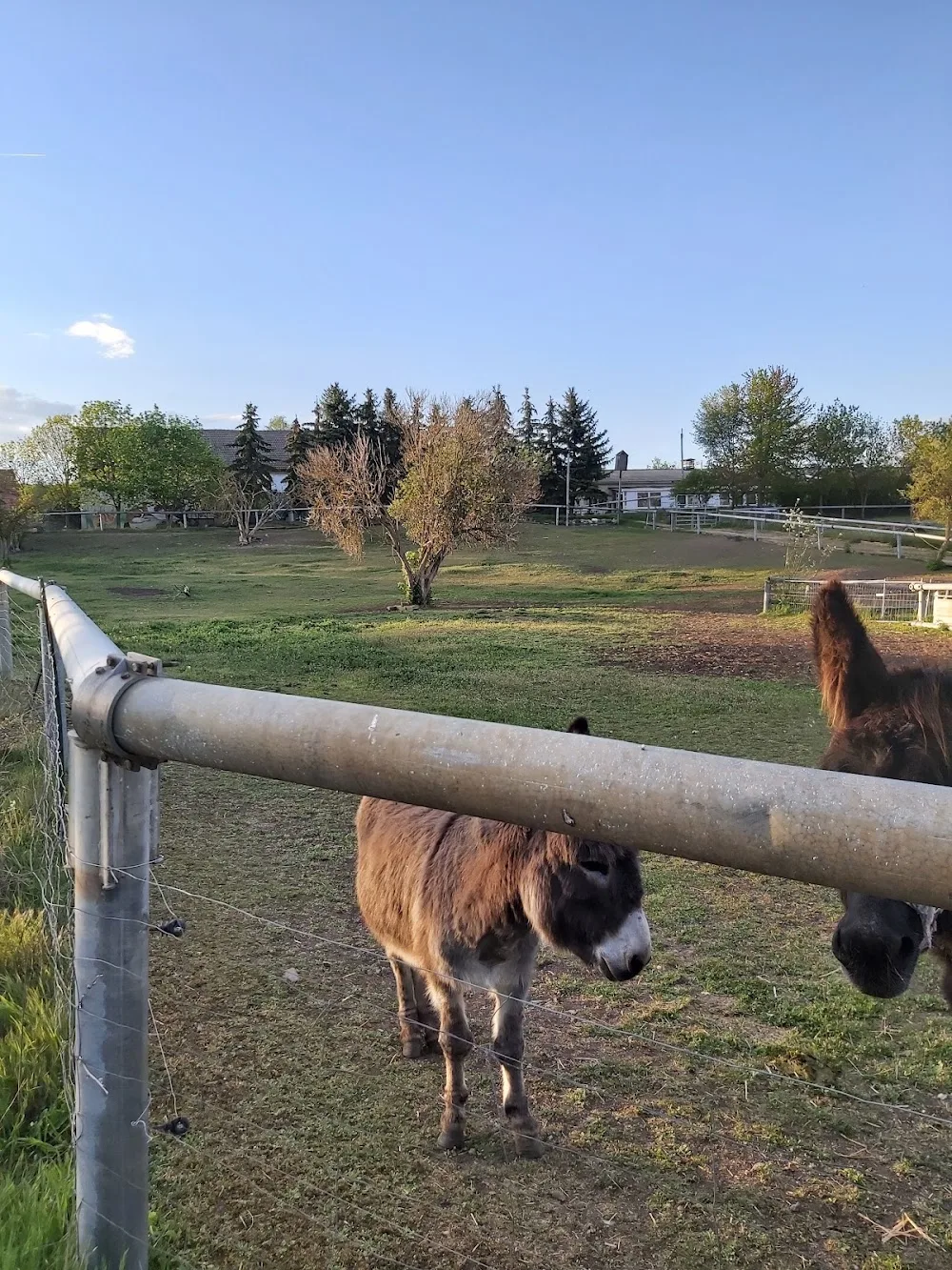 Tierheim & Reithof Tierzentrum Sömmerda - Buttstädt pet otel görseli 2
