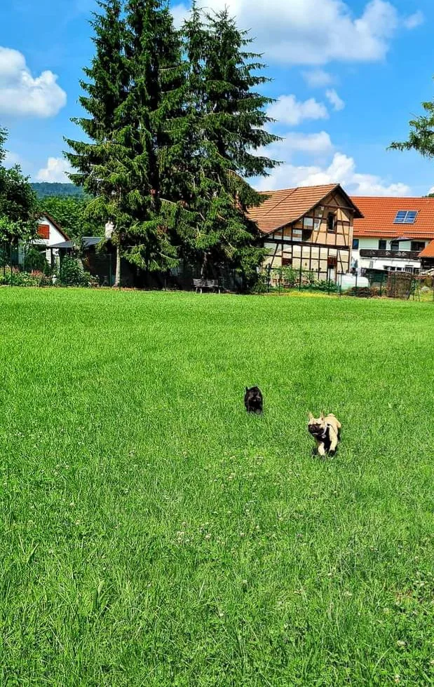 Tierpension "pudelwohl" - Buttstädt pet otel görseli 2