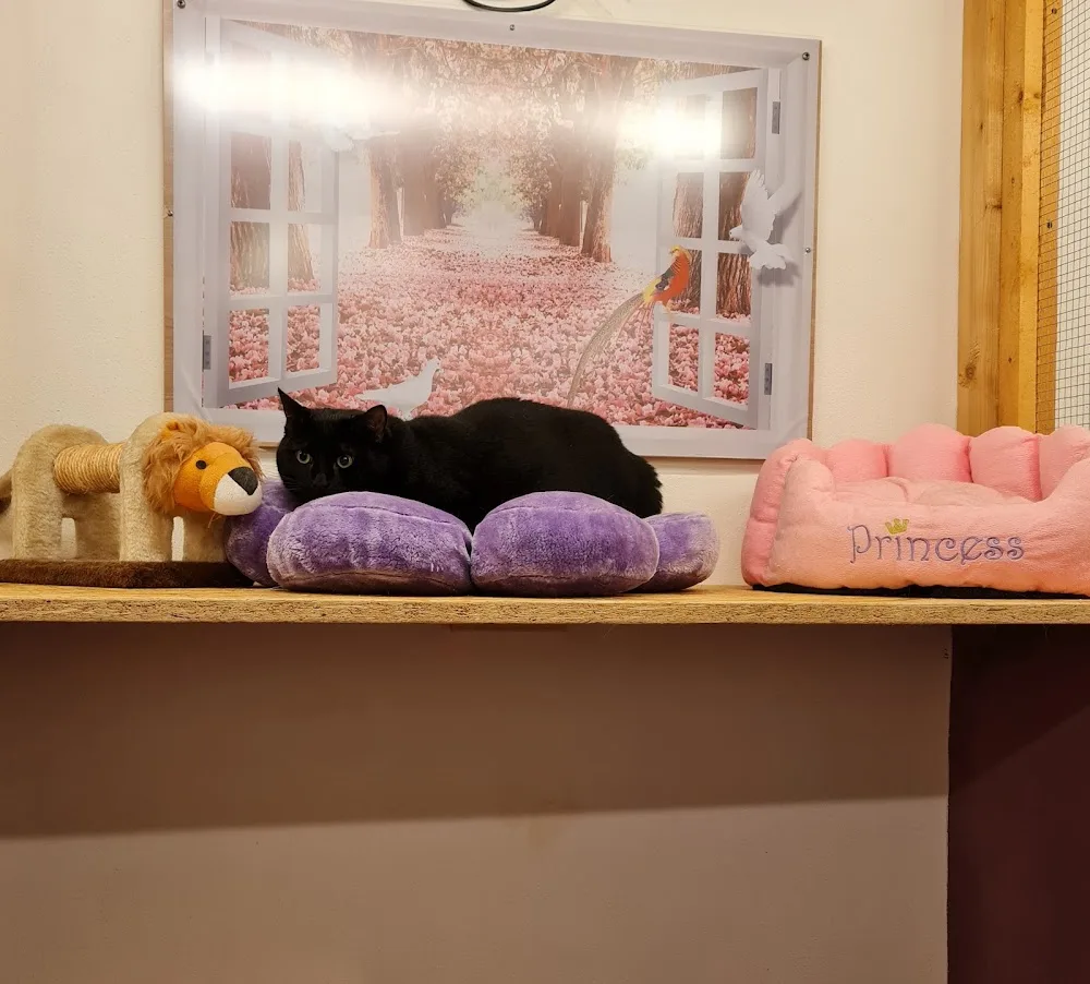 Tierpension "pudelwohl" - Buttstädt pet otel görseli 3
