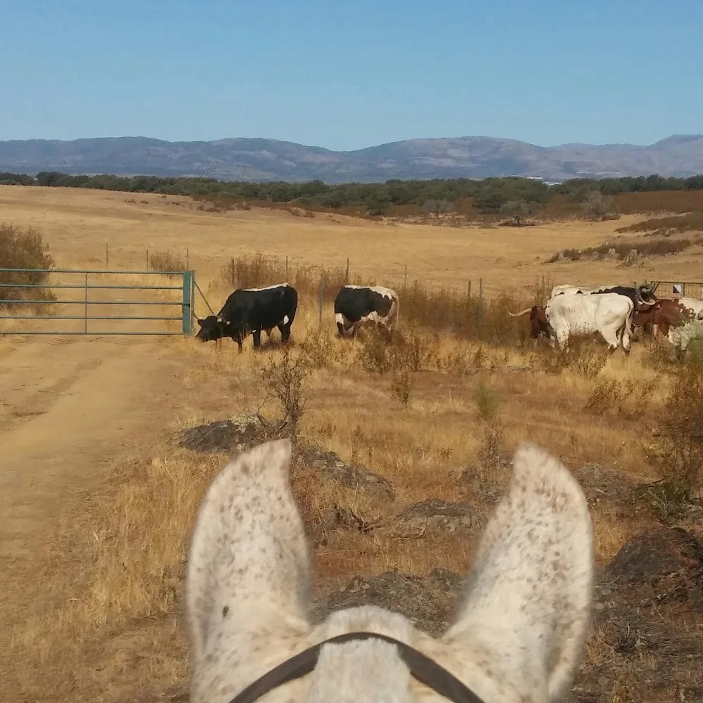 Adiestramiento Extremadura - Caceres pet otel görseli 5