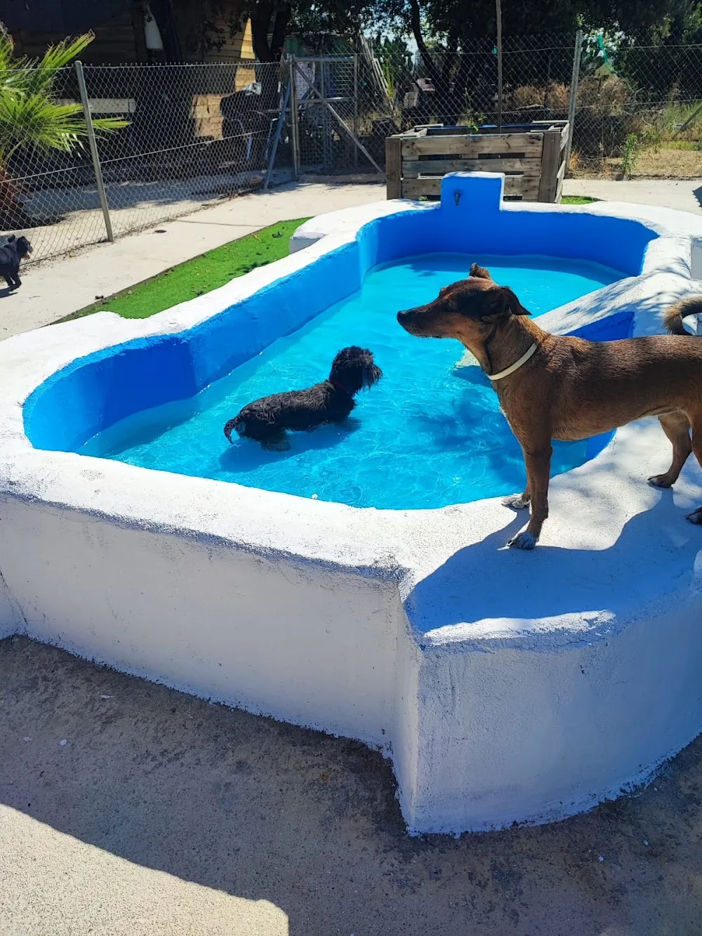 Club/Hotel canino Mascout - Caceres pet otel görseli 3