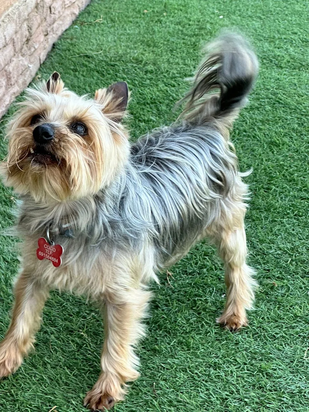 El Salto Hotel Canino - Caceres pet otel görseli 3