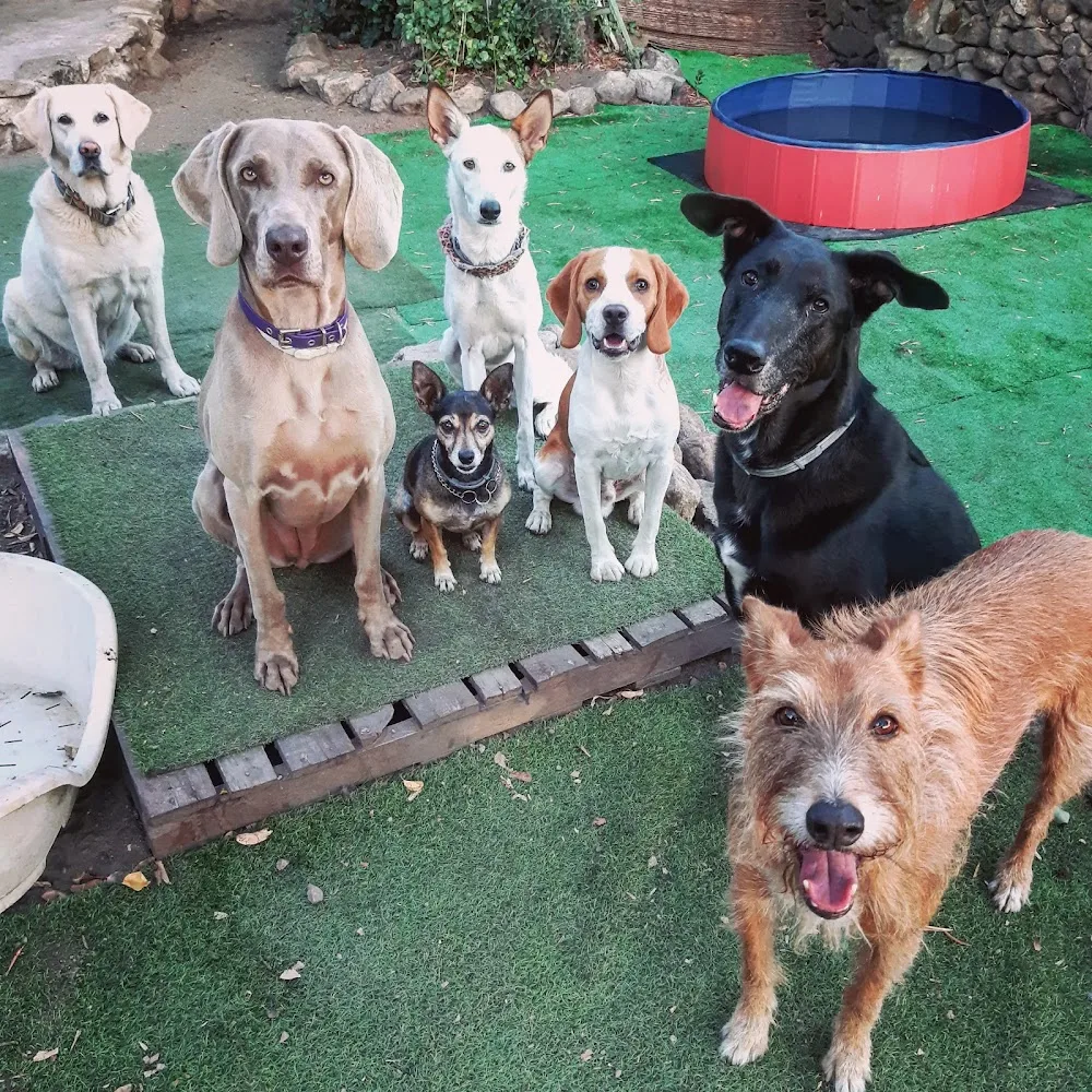 Elacan - Guarderia Canina - Caceres pet otel