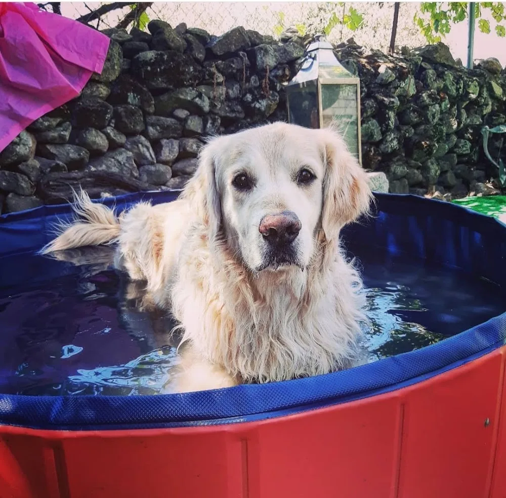 Elacan - Guarderia Canina - Caceres pet otel görseli 3