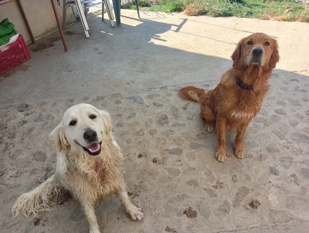 Hotel Canino Educazen y Amalur - Caceres pet otel görseli 3