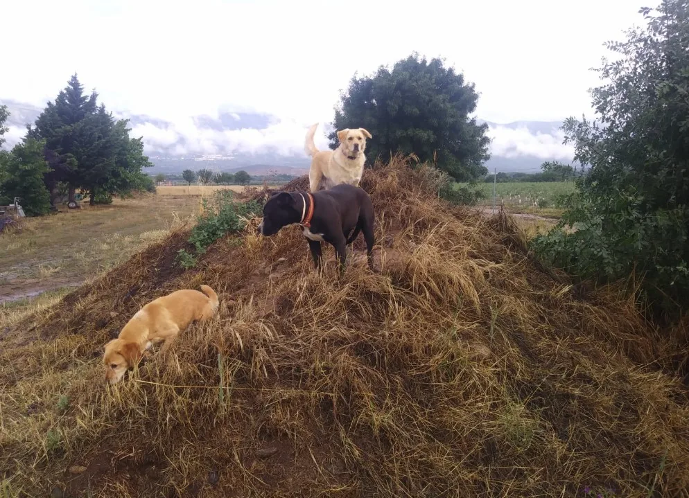 Residencia Canina Ambroz - Caceres pet otel görseli 3