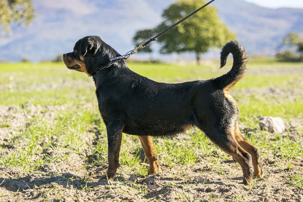Residencia Canina Los Tres Lugares - Caceres pet otel görseli 3