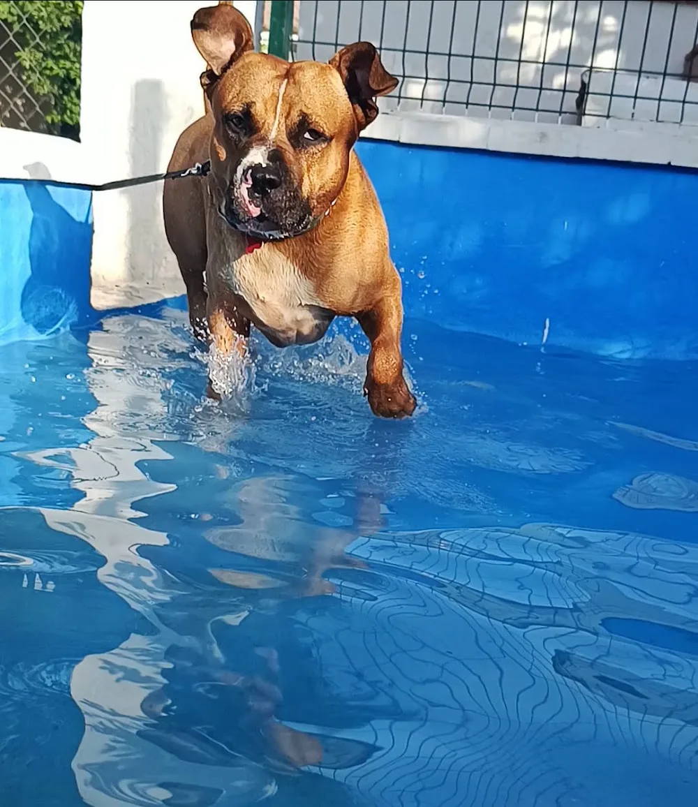 alohadog - Cádiz pet otel görseli 3