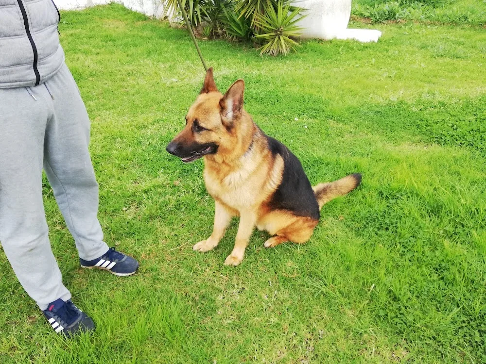 Centro Asistencial del Perro, S.L. "La Escuela" - Cádiz pet otel