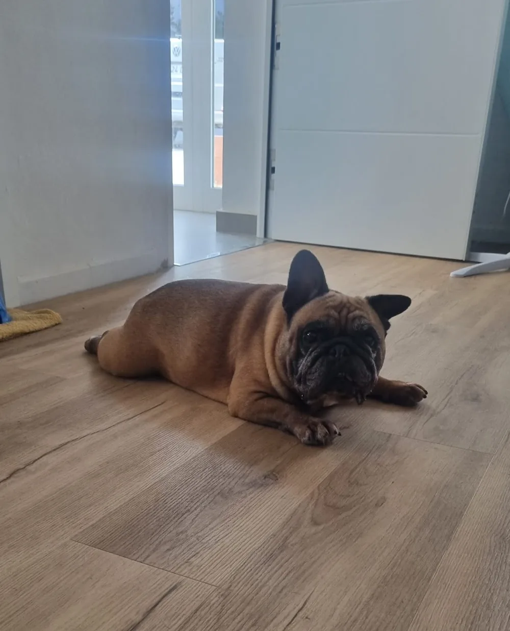 Kenney's Pet Care - Cádiz pet otel
