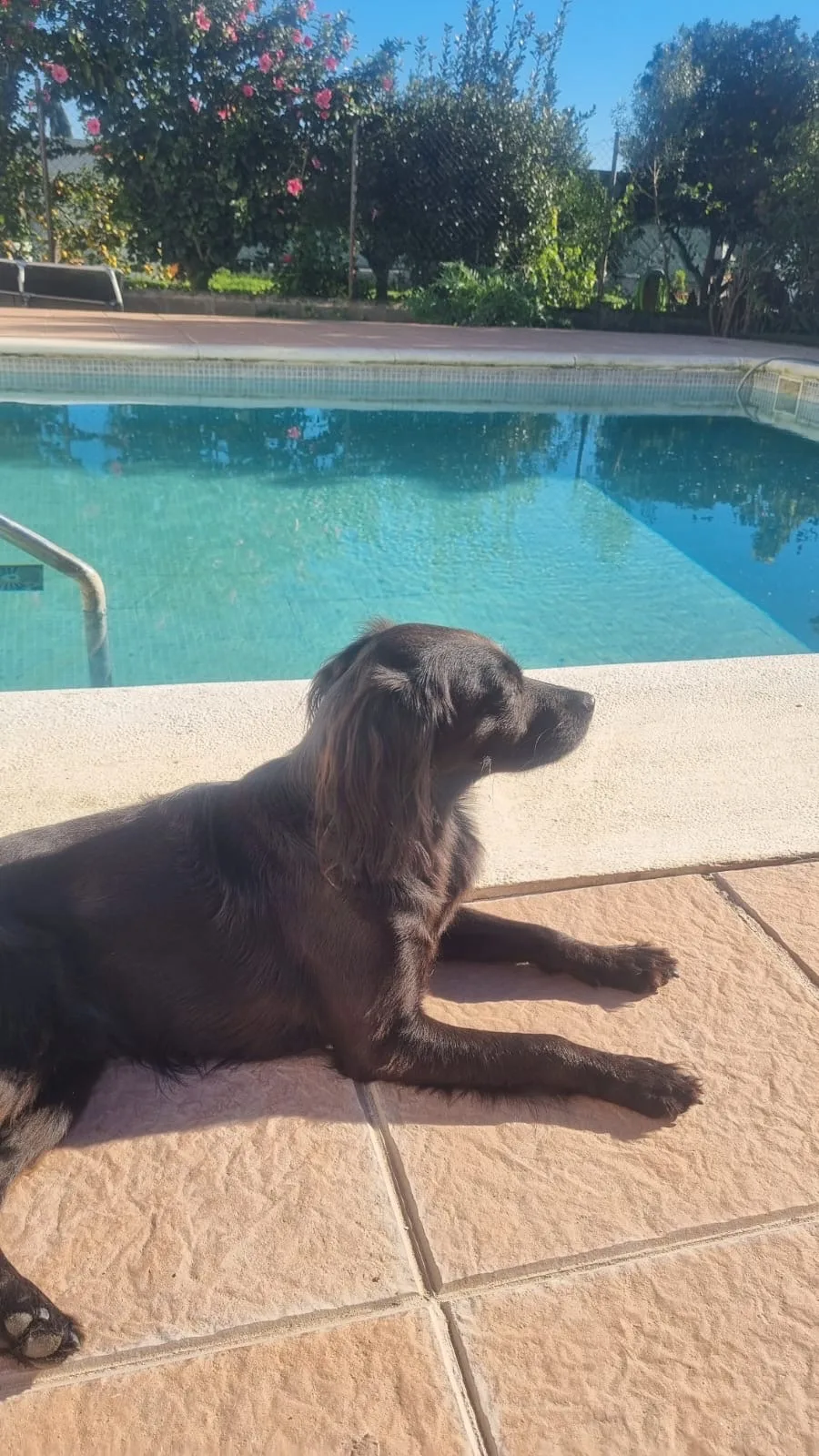 Kenney's Pet Care - Cádiz pet otel görseli 3