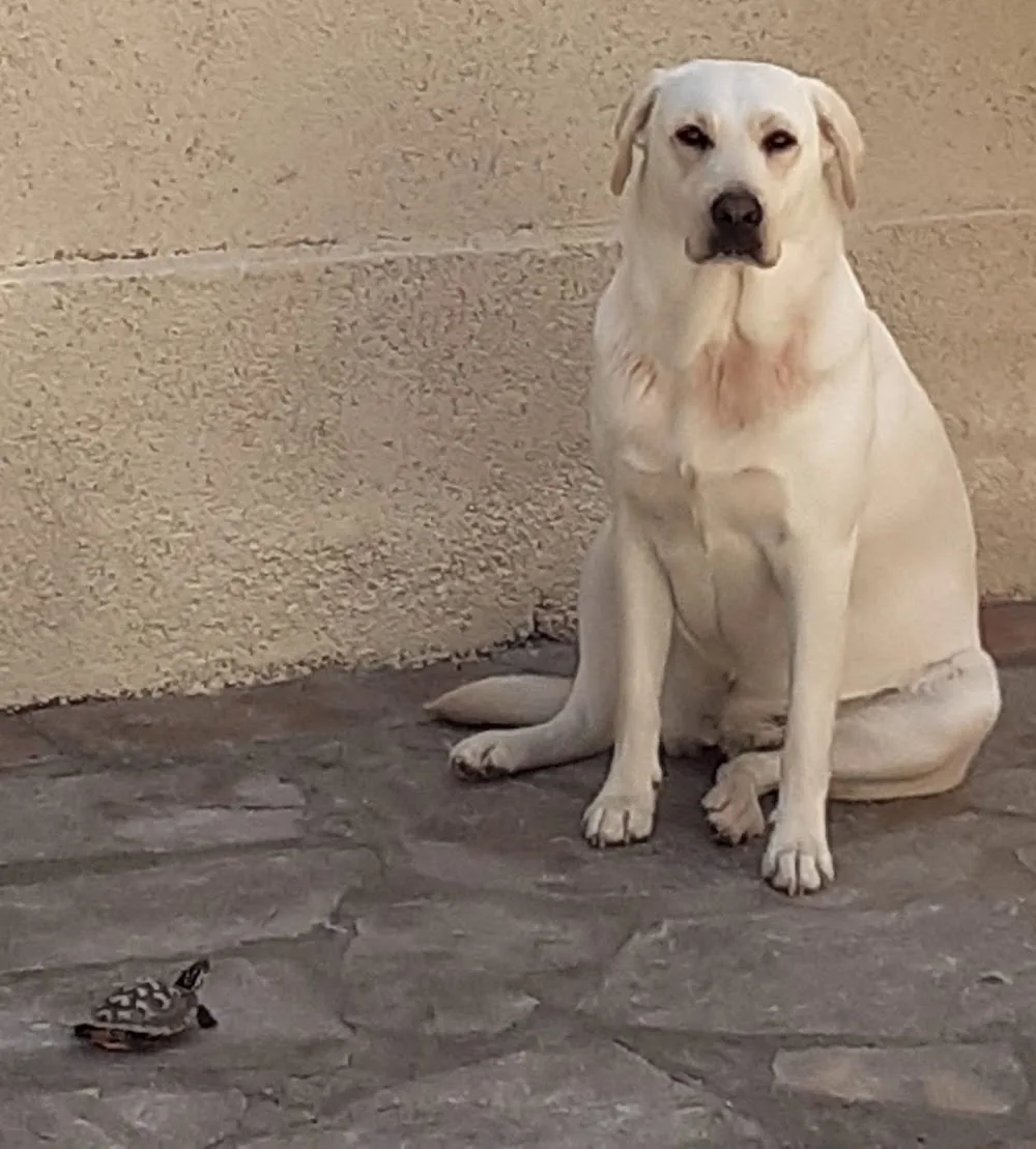 La aldea de roble - Cádiz pet otel görseli 3