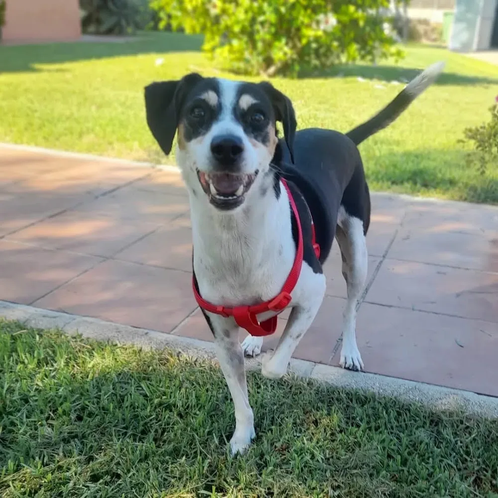 SandraDogs - Cádiz pet otel görseli 3
