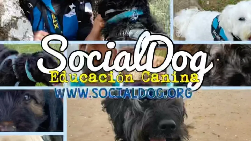 SocialDog - Residencia y Adiestramiento Canino - Cádiz pet otel