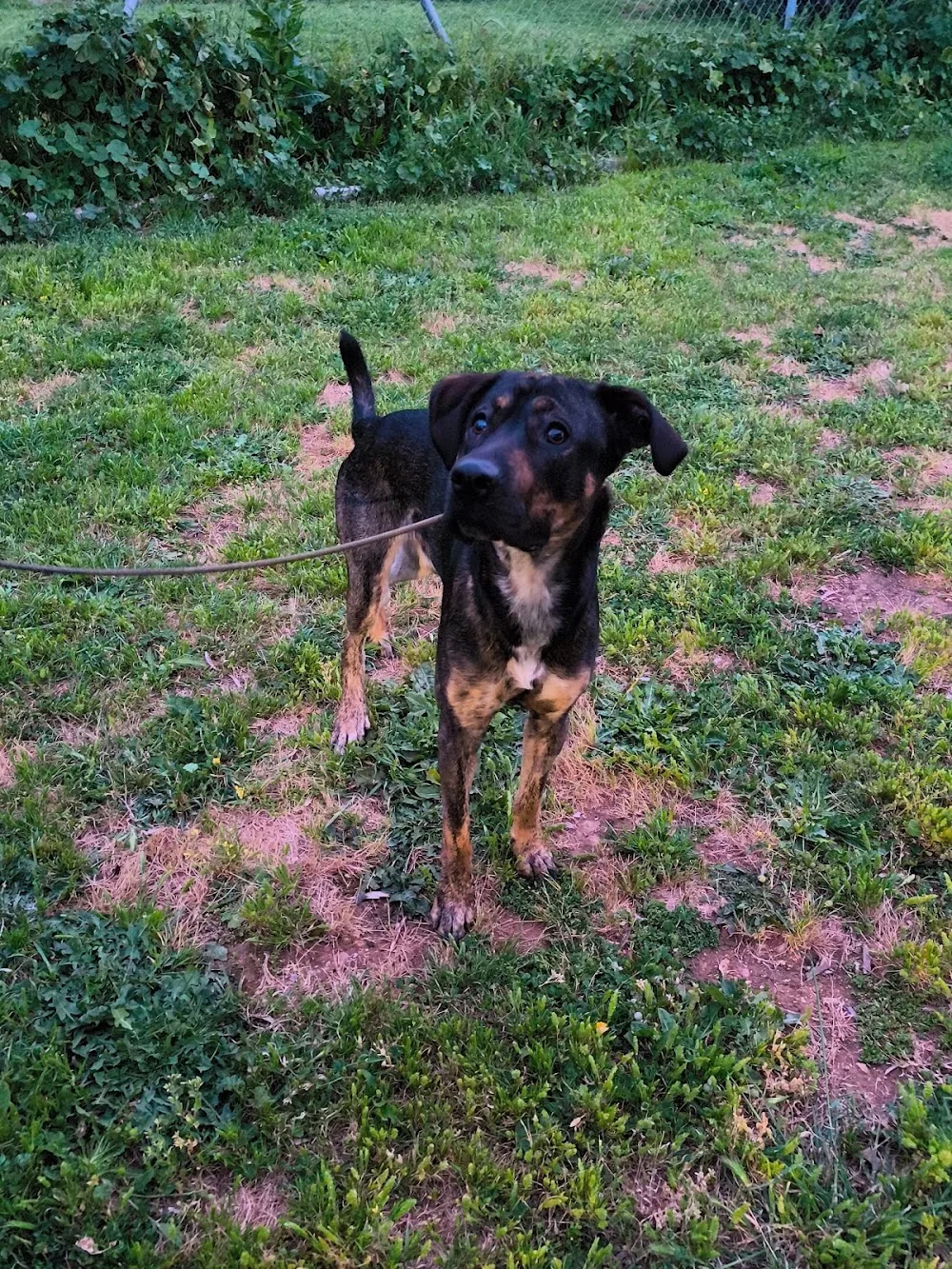 SocialDog - Residencia y Adiestramiento Canino - Cádiz pet otel görseli 3