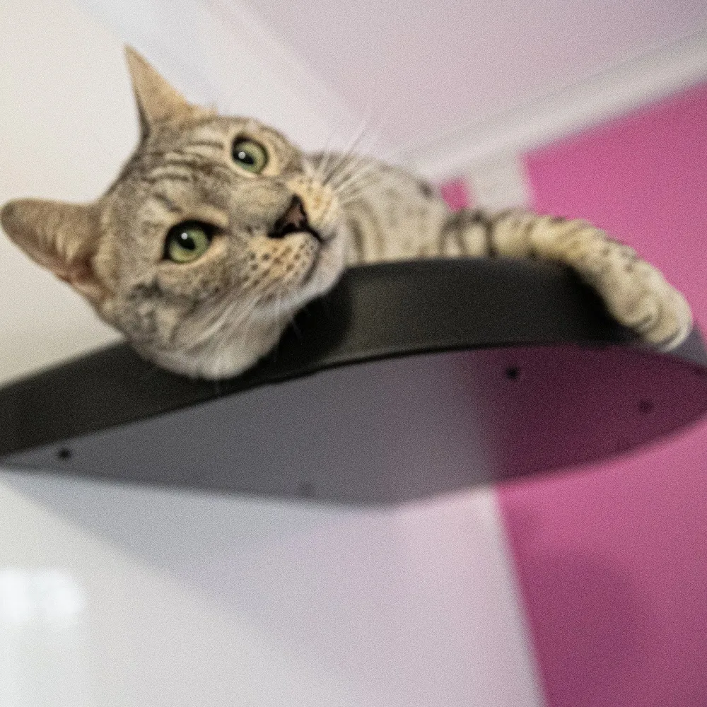 Catnappery Cattery - Caerphilly pet otel