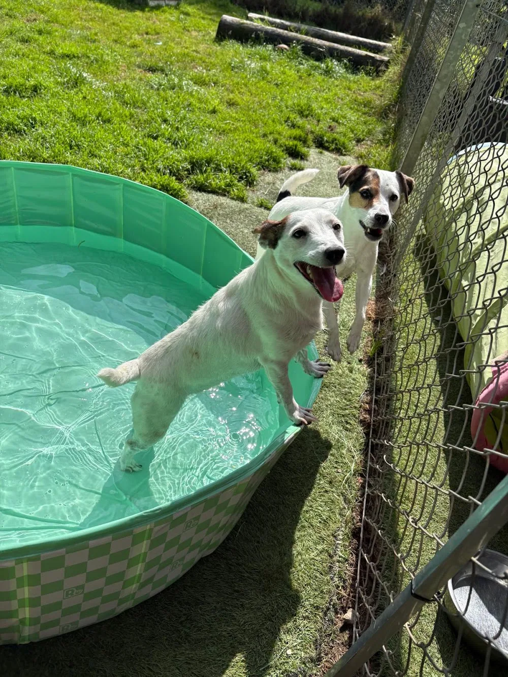 Cilfynydd Boarding Kennels and Cattery - Caerphilly pet otel görseli 3