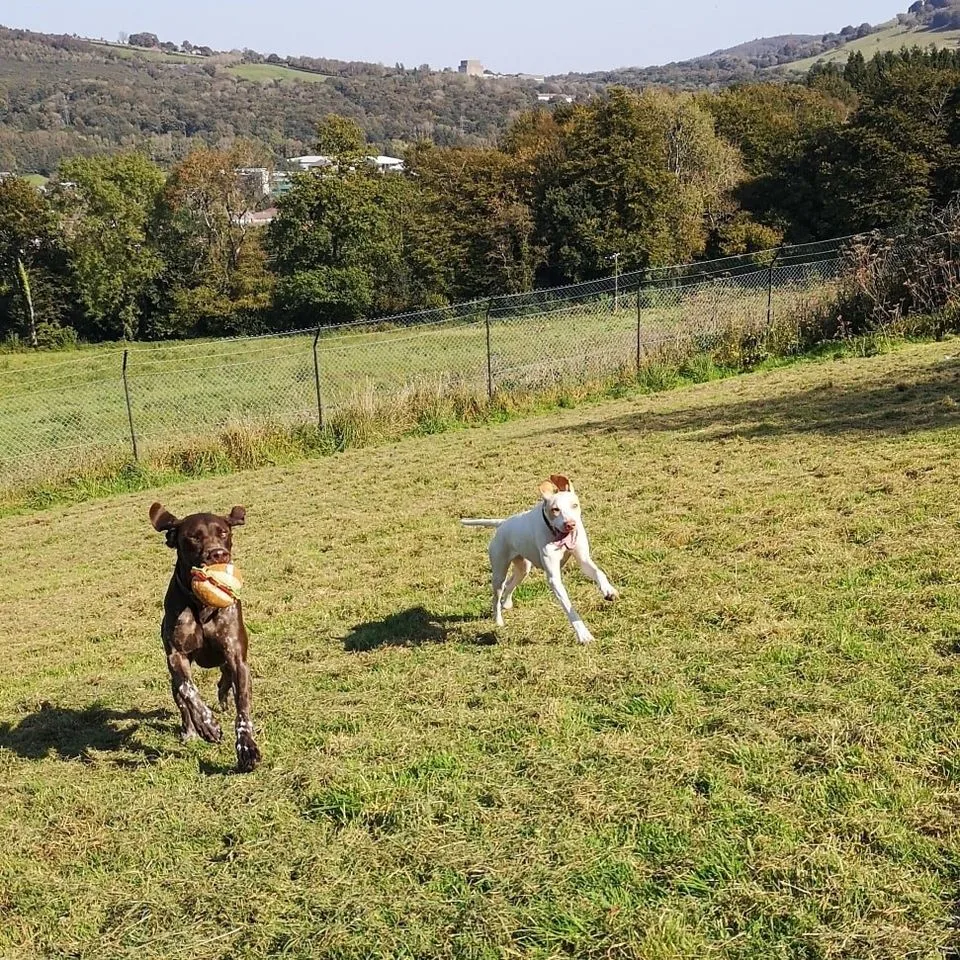 Gedrys Farm Kennels - Caerphilly pet otel