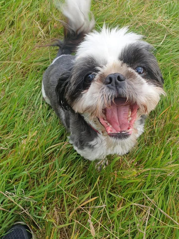 Gedrys Farm Kennels - Caerphilly pet otel görseli 3