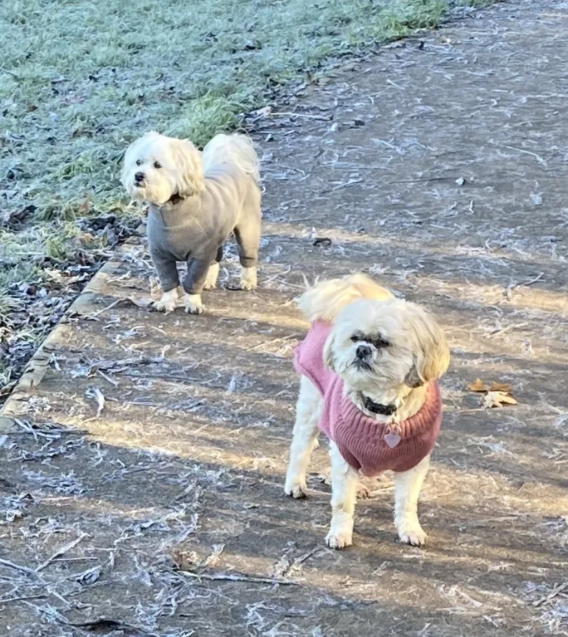Happy Dogs Home Boarding & Transport - Caerphilly pet otel