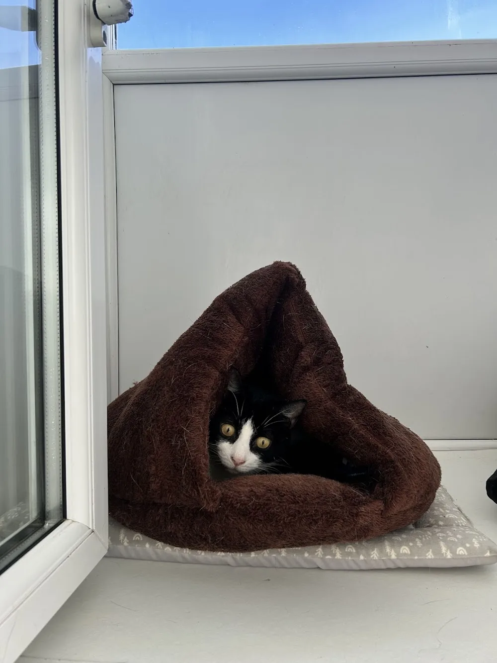 St Fagans Cattery - Caerphilly pet otel