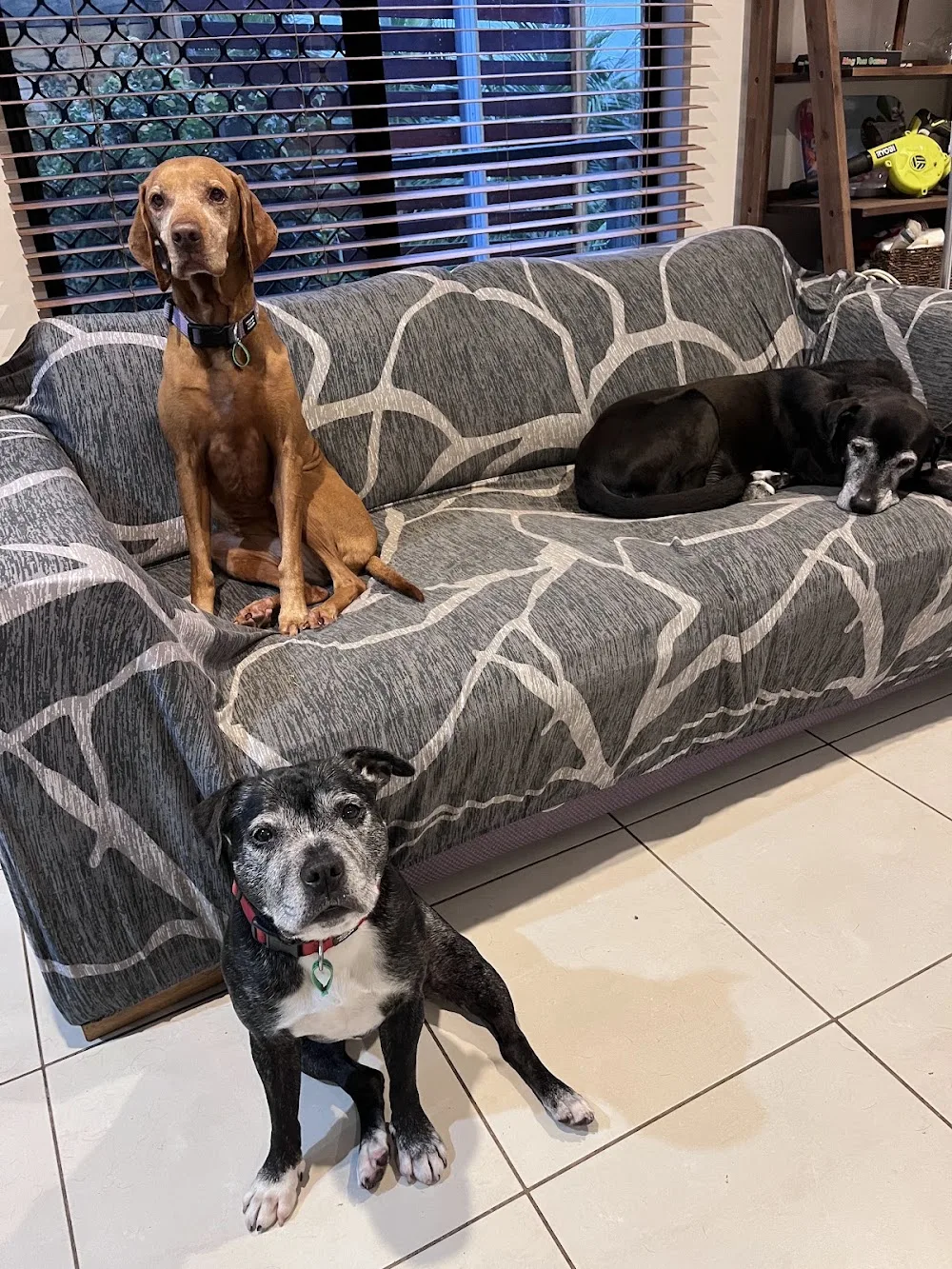 Cairns Canine & Cat Care - Cairns pet otel görseli 3