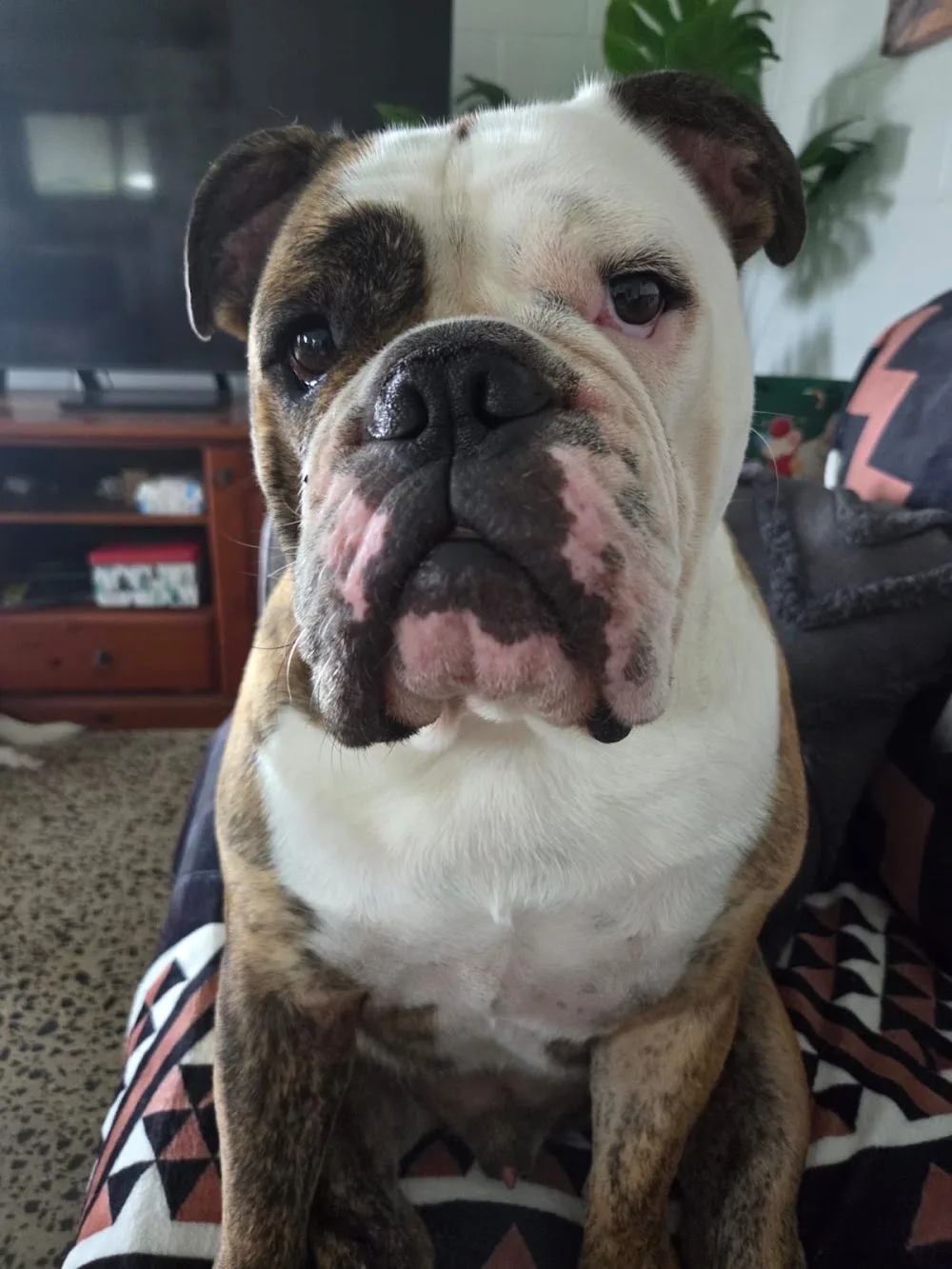 Cairns Dog Sitters - Cairns pet otel