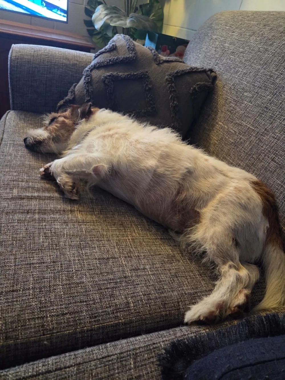Cairns Dog Sitters - Cairns pet otel görseli 3
