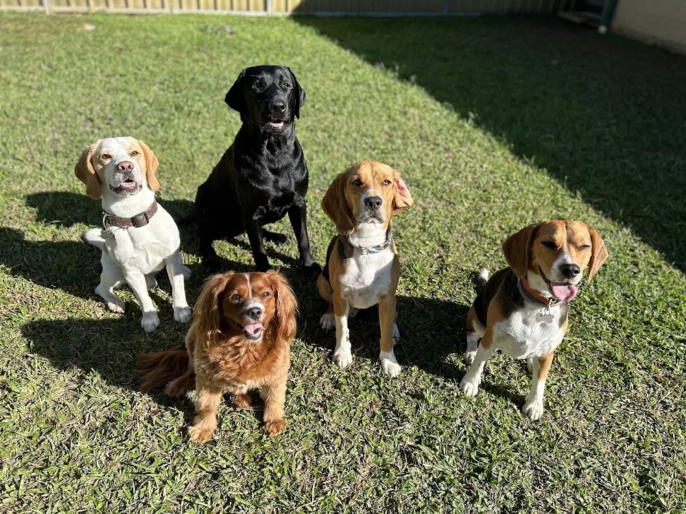 Cairns Pet Sitting - Cairns pet otel görseli 2
