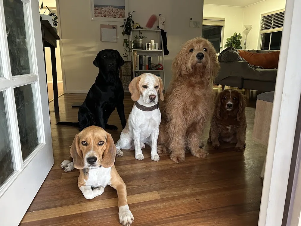 Cairns Pet Sitting - Cairns pet otel görseli 3