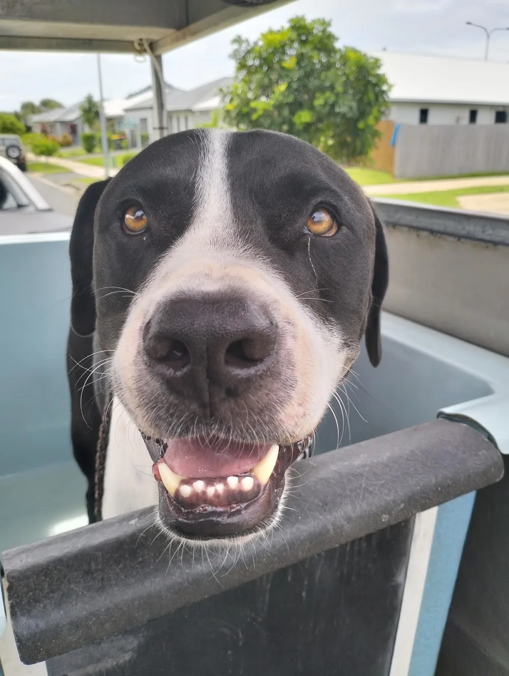 Dog Wash Cairns - Cairns pet otel görseli 2