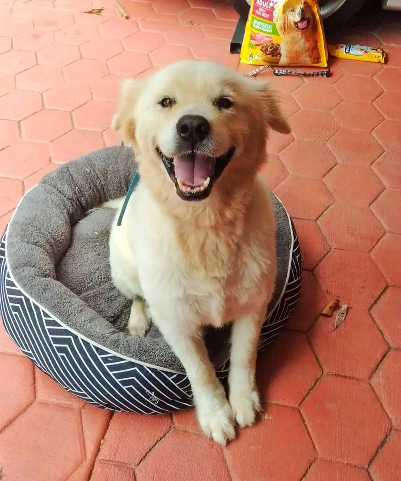 Jenna's Petsitting - Cairns pet otel görseli 3