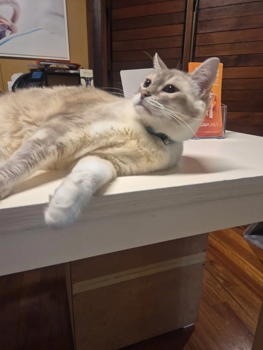 Lion's Den Cairns Cat Hotel - Cairns pet otel